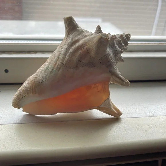 Shell - Picture 4 of 6
